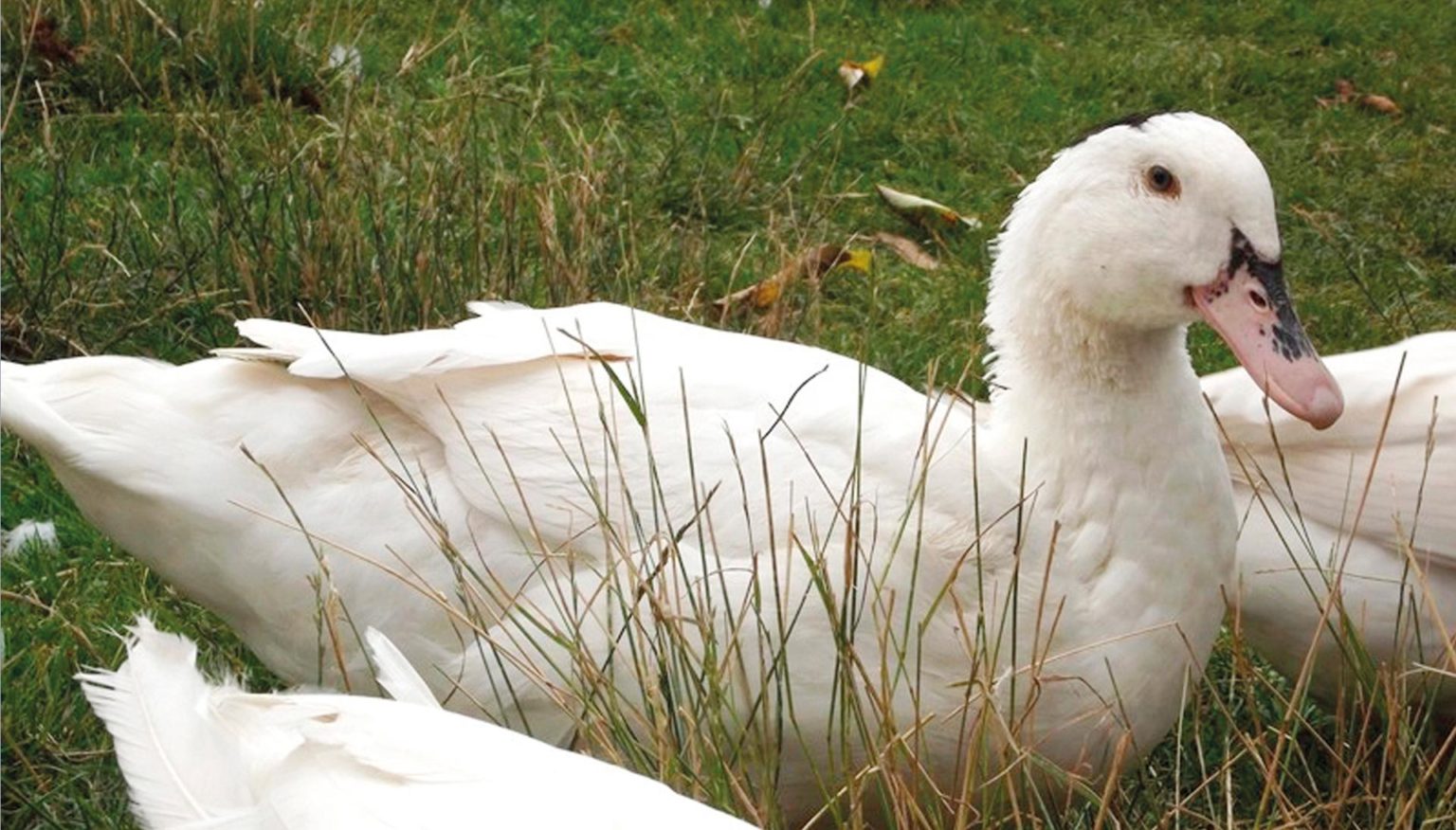 Anatra Mulard Scudellaro